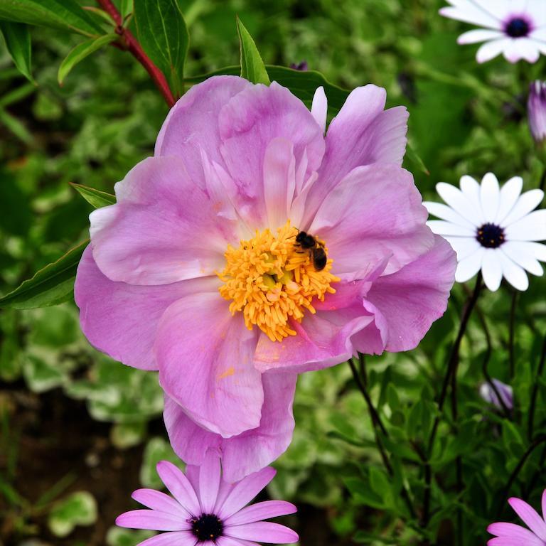 Вилла Le Rose San Biagio della Cima Экстерьер фото